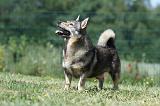 VASGOTASPETS 040
